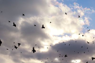 Low angle view of silhouette birds flying against sky