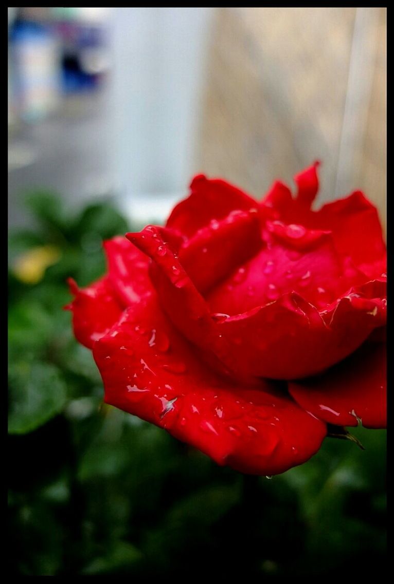 red, transfer print, freshness, flower, petal, close-up, focus on foreground, drop, auto post production filter, flower head, wet, fragility, water, beauty in nature, growth, nature, selective focus, blooming, vibrant color, day