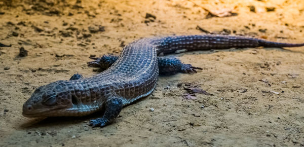 Close-up of lizard on the ground