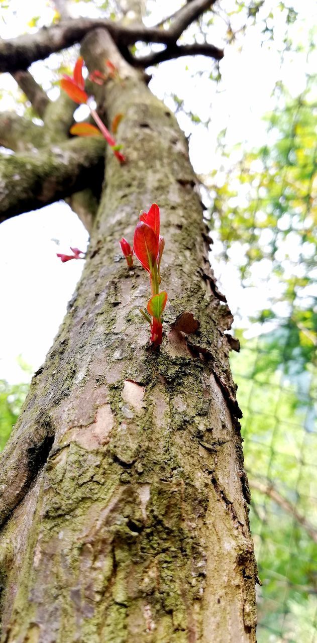 CLOSE-UP OF RED ROSE FLOWER TREE