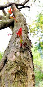 Close-up of red flower on tree trunk