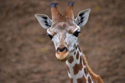 Portrait of giraffe