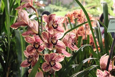 Close-up of pink flowers blooming outdoors