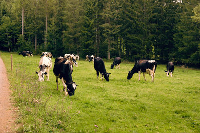 Horses in a field