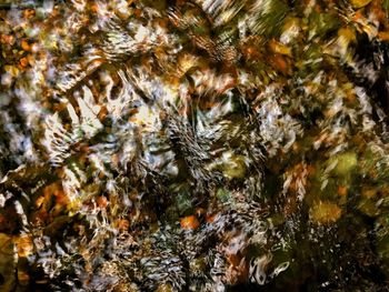 Full frame shot of autumn leaves in water