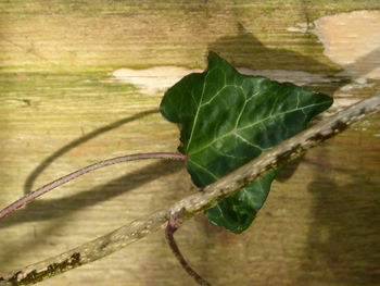 Close-up view of leaf