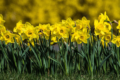 Close-up of yellow daffodil flowers in field