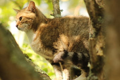 Close-up of cat on tree