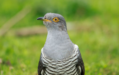 Close-up of a bird looking away