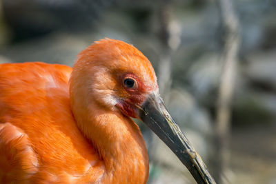 Close-up of duck