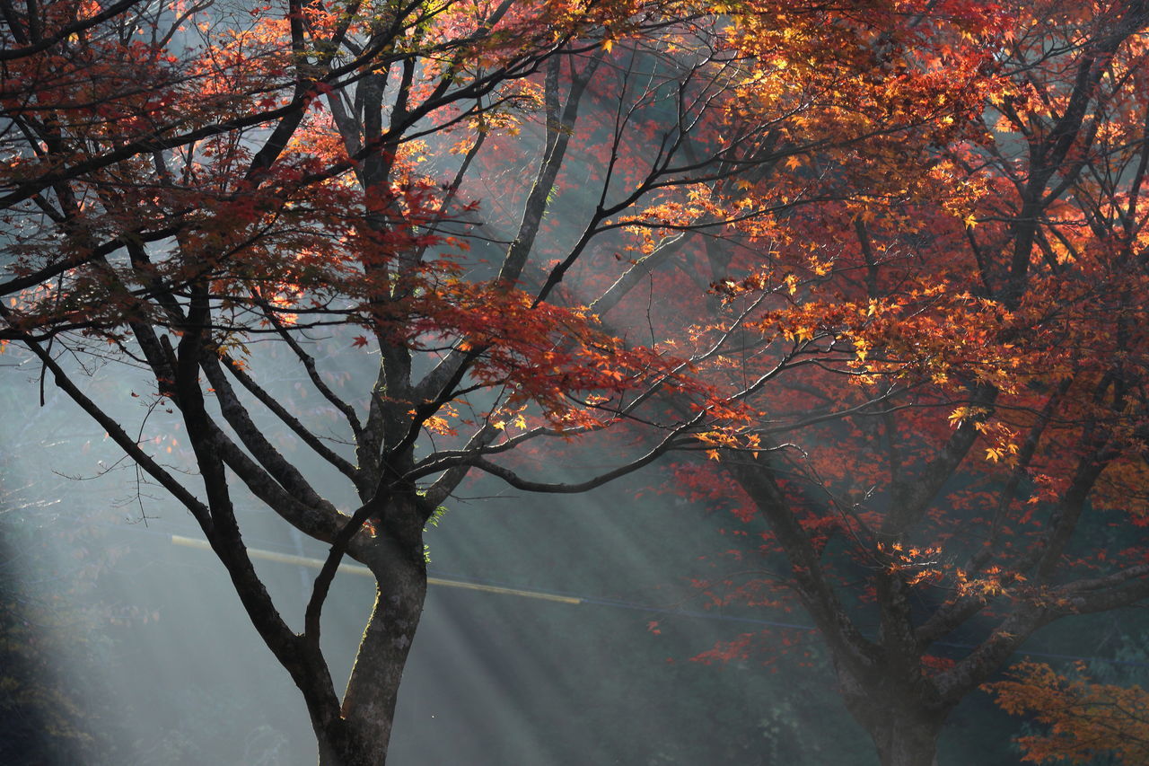 LOW ANGLE VIEW OF AUTUMN TREE AGAINST SKY