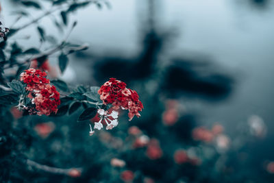 Close-up of red berries on plant