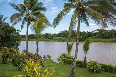 Palm trees on landscape against sky