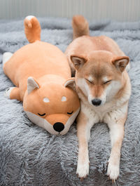 Fluffy young red dog shiba inu sleeps at home on a gray furry blanket with a toy dog shiba inu