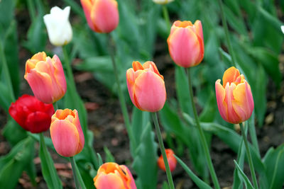 Close-up of tulips on field