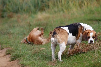 Dogs on field