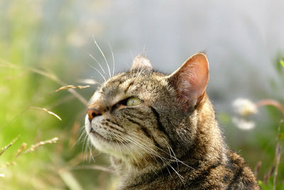 Close-up of cat outdoors