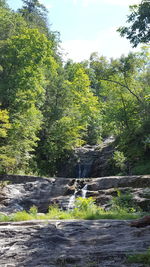 Scenic view of river flowing through forest