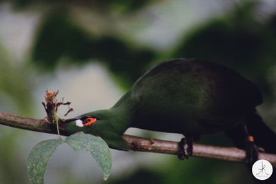 Close-up of a bird perching on branch