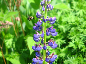 Close-up of bee pollinating on purple flower