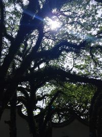 Low angle view of sunlight streaming through trees in forest