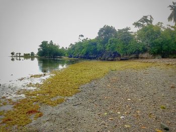 Scenic view of river against clear sky