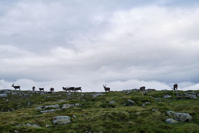 View of horses on field against sky