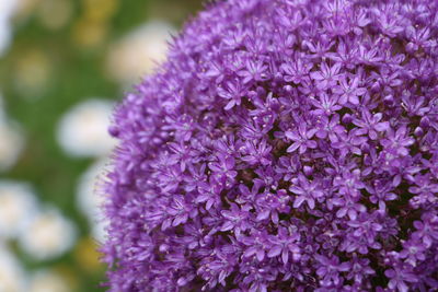 Close-up of purple flowering plant