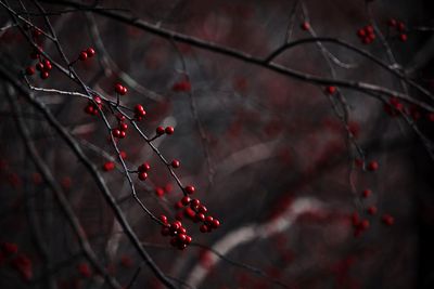 Close-up of red berries growing on tree