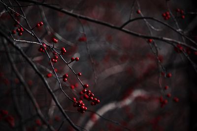 Close-up of red berries growing on tree