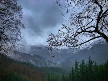 Scenic view of trees against sky