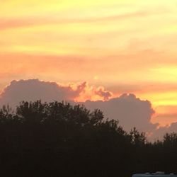 Silhouette of trees at sunset