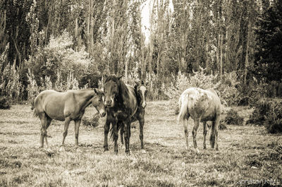 Horses grazing on field