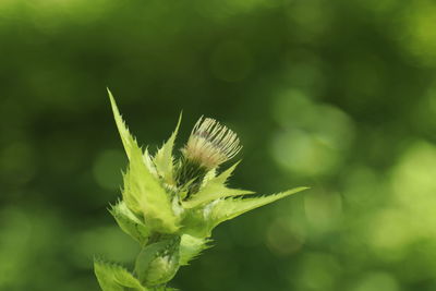 Close-up of flower bud growing outdoors