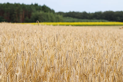 agriculture