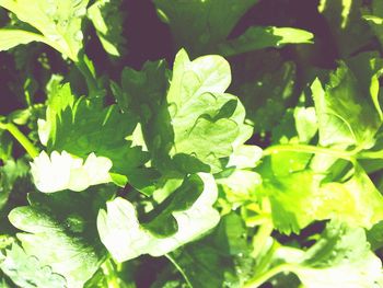 Close-up of green leaves