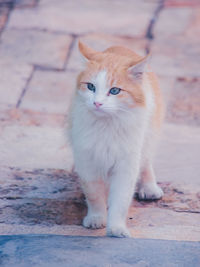 Portrait of cat sitting on floor