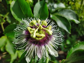 Close-up of purple flowering plant