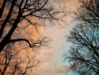 Low angle view of silhouette bare trees against sky