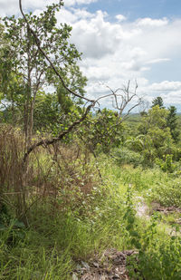 Scenic view of trees growing on field against sky