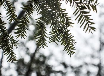 Close-up of pine tree during winter