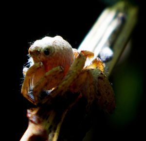 Close-up of turtle on flower at night