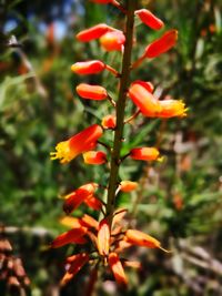 Close-up of red flowering plant