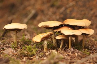 Close-up of mushroom growing in forest