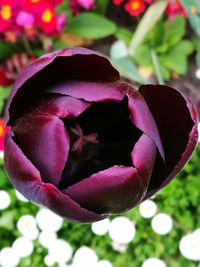Close-up of flower blooming outdoors
