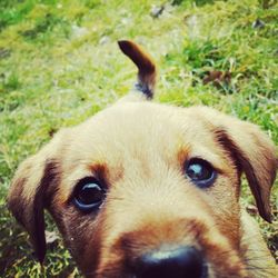 Close-up portrait of a dog