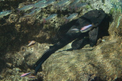 Fish swimming in sea