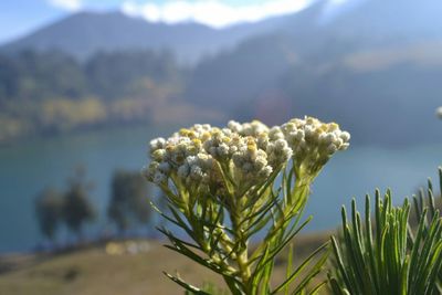 Close-up of flowering plant against cloudy sky