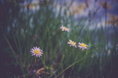 Close-up of flowers against blurred background