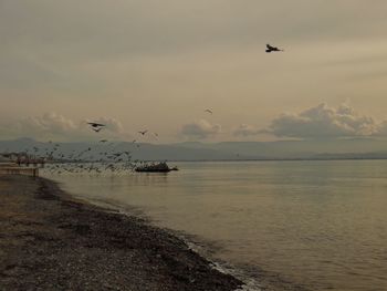 Seagulls flying over sea against sky